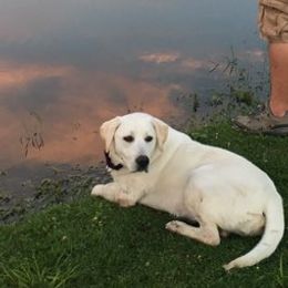 Dilute Retrievers and Labrador Retrievers from Precious Gem Labrador’s