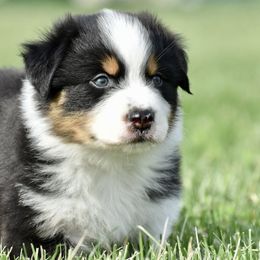 Thumper - Black tri-color Australian Shepherd puppy in Denton, Maryland from Oak Haven Aussies