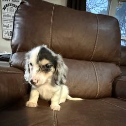Cupid - Piebald male Dachshund puppy in Magnolia, Texas from Hillyard Ranch