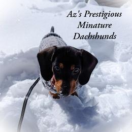 Dachshund and Great Dane Puppies from AZ's Prestigious Minature Dachshunds