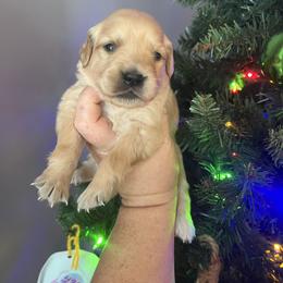 Yellow female - Golden female Golden Retriever puppy in Jesup, Georgia from Painted Platinum Retrievers (Painted Platinum Kennel) PPK