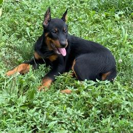 Pink - Black and rust female Beauceron puppy in Floyd’s Knobs, Indiana from Birdwing Beaucerons