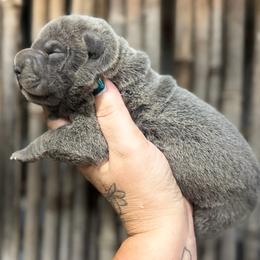 Willma - Blue female Chinese Shar-Pei puppy in Lehigh Acres, Florida from Florida Wrinkles