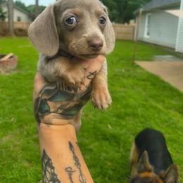 Silva - Fawn (isabella) and tan female Dachshund puppy in Jackson, Tennessee from BlackPine Kennels