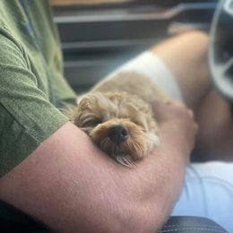 Cockapoo, Cocker Spaniel, and Goldendoodle Puppies from Robbin's Treasures