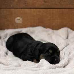 Oliver - Black and tan male Dachshund puppy in Woodbine, Georgia from Coastal Bluff Pups