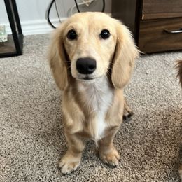 Bailey - Dachshund