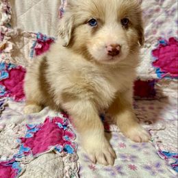 Merle male 1 - Red merle male Australian Shepherd puppy in Lemon Cove, California from Magic Ranch Mini Aussies