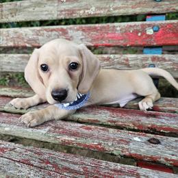 Dachshund Puppies from Watsons Dachshunds