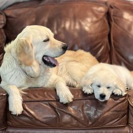 Shasta - Golden Retriever