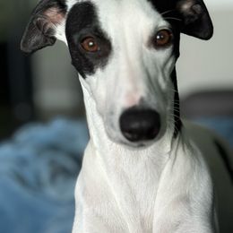 Empathy - Whippet