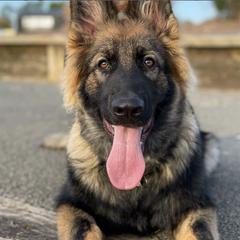 German Shepherds from Arbeiten Madchen