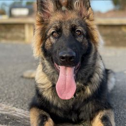 German Shepherds from Arbeiten Madchen