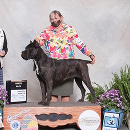 Omen - Cane Corso