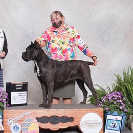 Omen - Cane Corso
