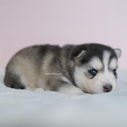 Stella - Gray and white female Pomsky puppy in Loxahatchee, Florida from Cardinal Point Pomskies