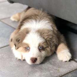 Miniature Australian Shepherd Puppies from Bear Pond Aussies