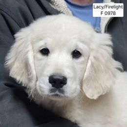Lacy girl 0978 - Light golden female Golden Retriever puppy in Niles, Michigan from Family Raised Goldens