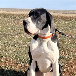 Erk - Great Dane