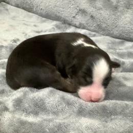 Gidget - Black tri female Miniature American Shepherd puppy in Rindge, New Hampshire from Lil' Bit Aussie
