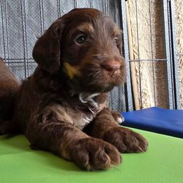 Latte - Tri-color female Bernedoodle puppy in Malden, Illinois from Doting Doodles