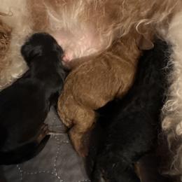 Girl 2 name coming soon - Red female Cavapoo puppy in Idaho Falls, Idaho from Freckle Paw Family