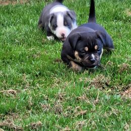 Old Smokies - Black tri-color male American Bully puppy in Jefferson, Ohio from Blue Fury's