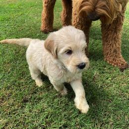Goldendoodle Puppies from Welch’s Goldendoodles