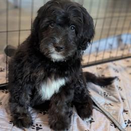 Yellow - Tri-color female Bernedoodle puppy in Connecticut from Valley View Doodles