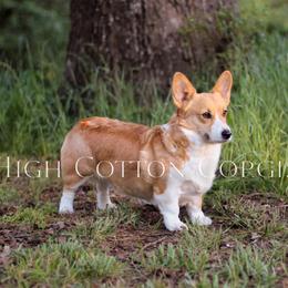 Charlotte - Pembroke Welsh Corgi