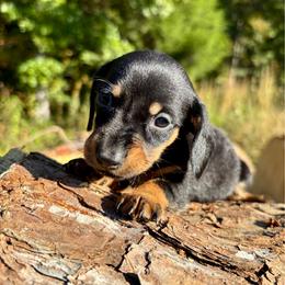 Biscuit - Black and tan male Dachshund puppy in Delano, Tennessee from Olive Branch Acres