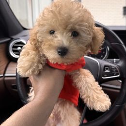 Levi - Apricot male Maltipoo puppy in Okc, Oklahoma from Diva’s Designer Dogs