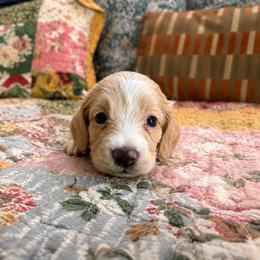 Liberty - Red female Dachshund puppy in Springfield, Missouri from Queen City Sausage Dogs
