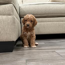 Grey - Apricot male Goldendoodle puppy in Bakersfield, California from Lavish Doodles