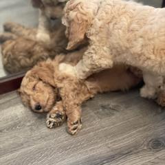 Double Doodle Puppies from Wicker Doodles