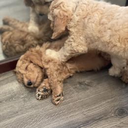 Double Doodle Puppies from Wicker Doodles