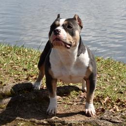 Betty Lou  - American Bully
