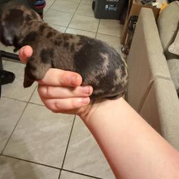 Female 4 - Dapple female Dachshund puppy in Houma, Louisiana from Portier’s Mini Dachshunds