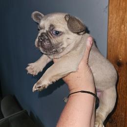 1 - Blue fawn male French Bulldog puppy in Lansing, Michigan from Black Thunder 517 Dachshunds and frenchies