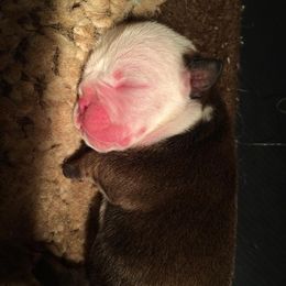 Bulldog and French Bulldog Puppies from Crystals Bulldog Bungalow