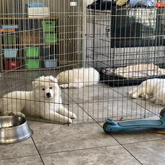 Samoyed Puppies from Virgin River Samoyeds
