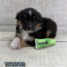 Wasabi - Black tri-color male Australian Shepherd puppy in Jonesborough, Tennessee from Lotus Australian Shepherds