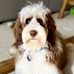 Gus - Australian Labradoodle
