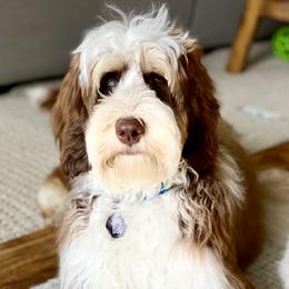 Gus - Australian Labradoodle