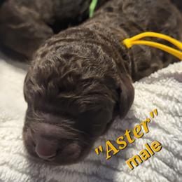 Aster - Chocolate male Goldendoodle puppy in Pilot Point, Texas from K9 Sidekicks, LLC
