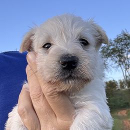 Scottish Terrier puppies from Pecan Creek