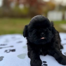 Marco - Black male Shih Tzu puppy in Wakefield, Rhode Island from Shih Tzu Companions