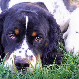 Banjo - English Springer Spaniel