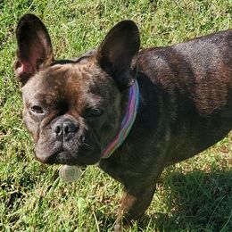 French Bulldogs from Belle's Beautiful Frenchies