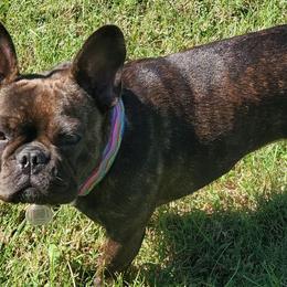 French Bulldogs from Belle's Beautiful Frenchies